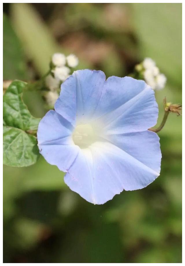 粉蓝牵牛子别名喇叭花牵牛花