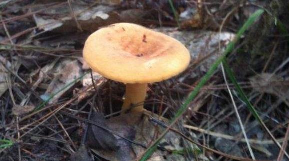 俗称它"松针菇",曾经不被待见,如今难寻到,乡民:逐渐消失了