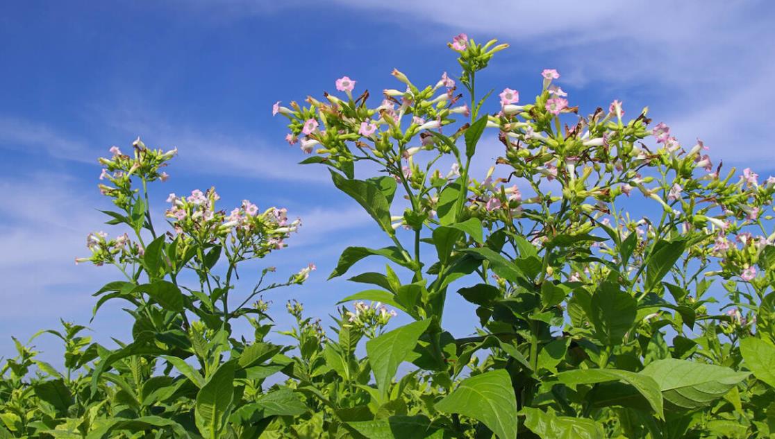 烟草抗旱栽培方案