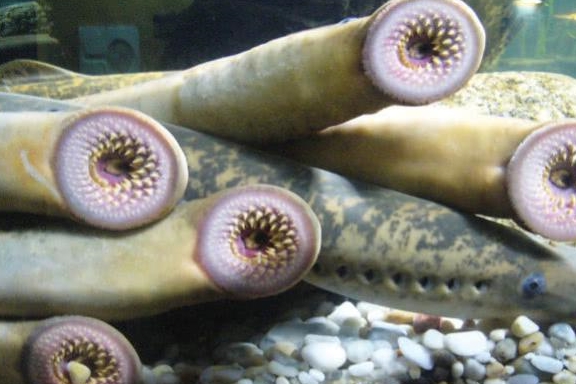 "外星生物"塔利怪物,是七鳃鳗近亲还是无脊椎动物?归属成问题