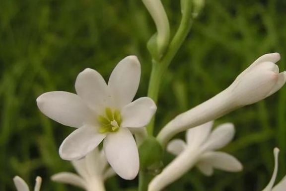 夜香花,晚香玉,夜香树……到底谁是夜来香?