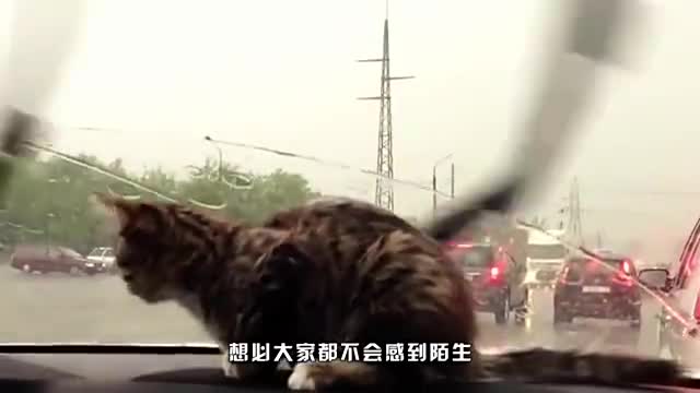 雨刮器吱吱响还刮不干净？学会这一招，不花钱可能也会解决