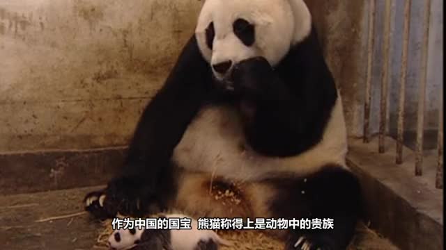 奶爸和熊猫勾肩搭背趴在地上唠嗑下一幕大家憋住不要笑镜头记