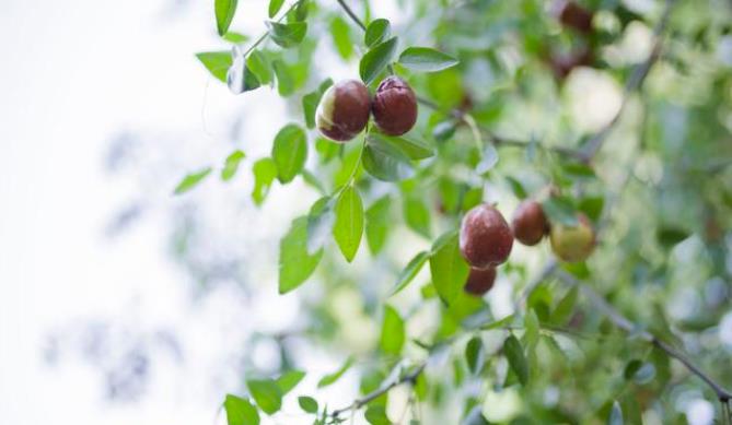 牛肚子开孔，塑料环下的皮肤会不会愈合？...