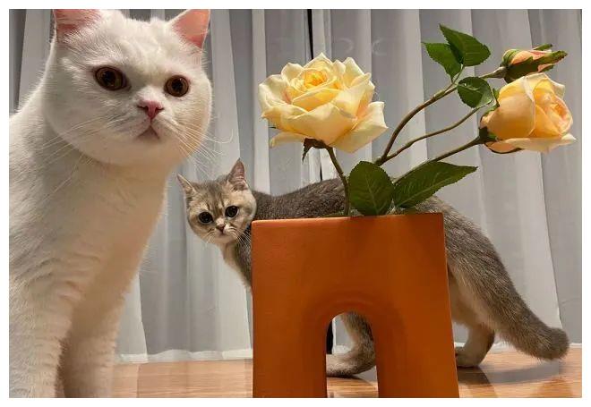 刚需两房变三房,厨房放大1.5倍,火箭式提高生活质量