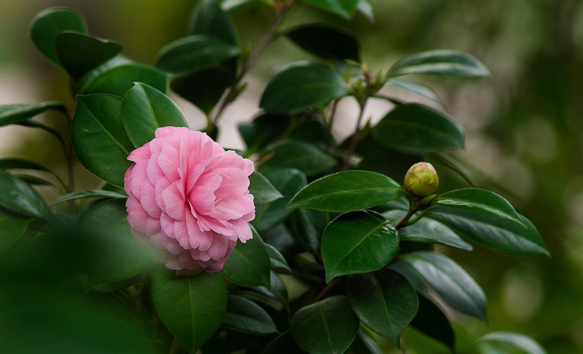 茶花秋冬季保暖 一层 棉被 帮你轻松解决 茶花 棉被 秋冬季 新浪新闻