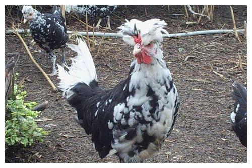 在今年行情不好的情况下,养什么品种的鸡可能会赚钱?