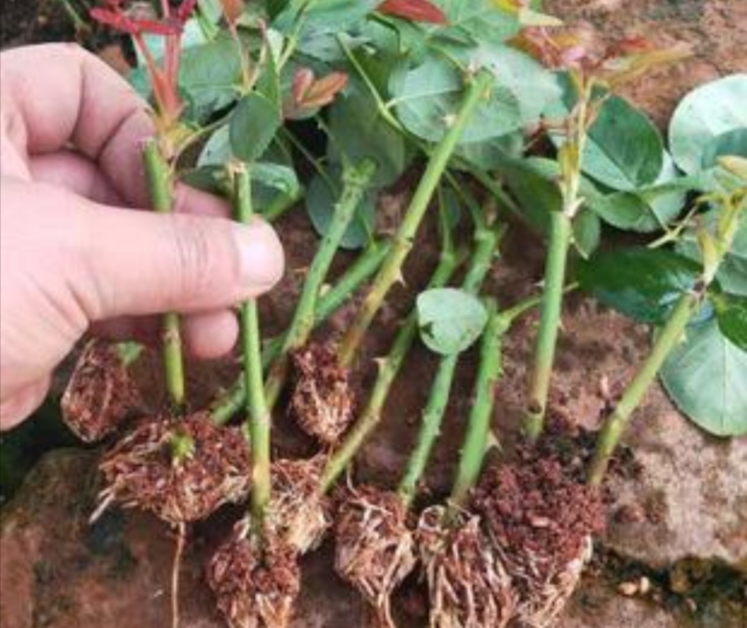 扦插花木不生根试试5种生根水插条生根快容易成活