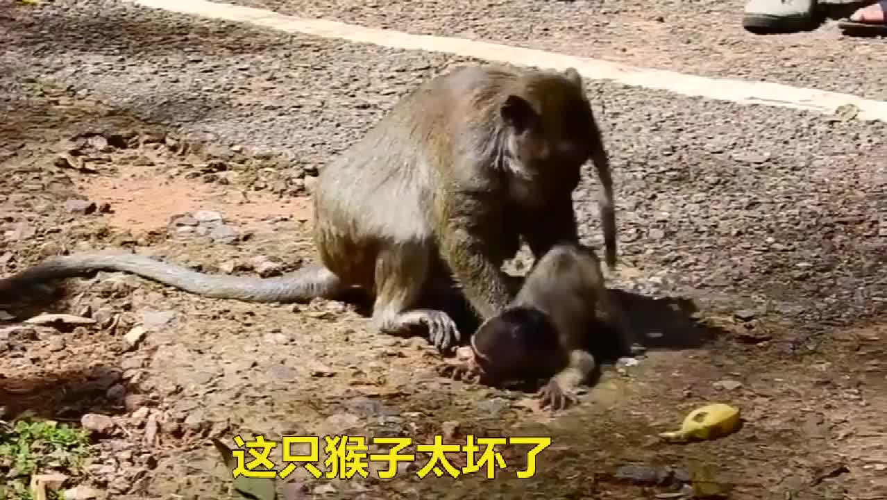 母猴很生气小猴子被揍得不敢动