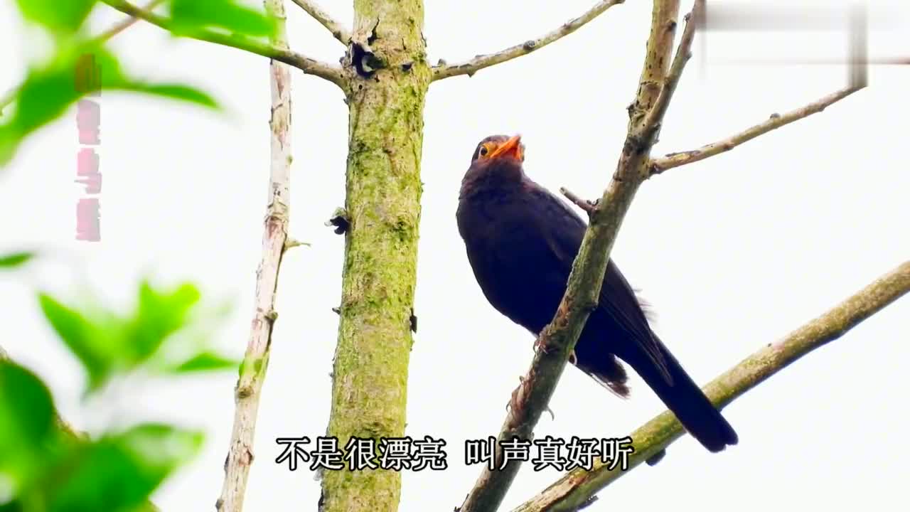 00:52好听的百舌鸟乌鸫叫声,同时伴有蜡嘴雀叫声02:10高清近看大苇莺