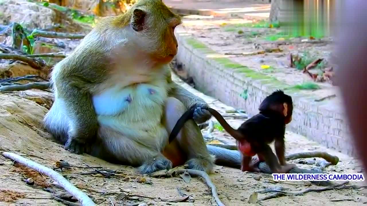 母猴对身边的大猴子发起挑衅,丝毫不考虑小猴