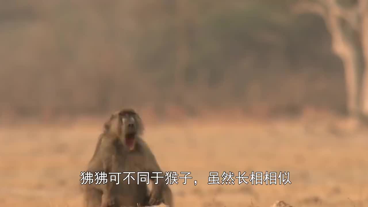狒狒不懂见好就收,嚣张的追着狮子打,结果惨被狮子""