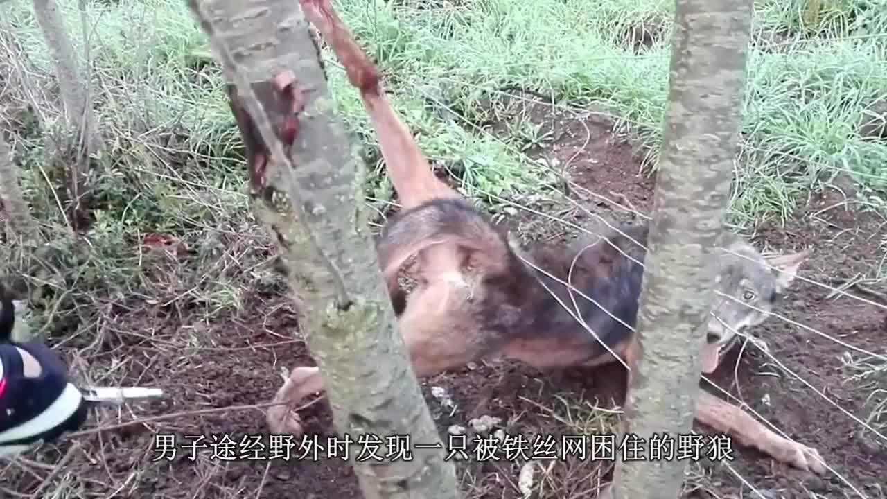 大叔救助一只落入陷阱的猞猁,猞猁目送大叔离开,感谢大叔相救