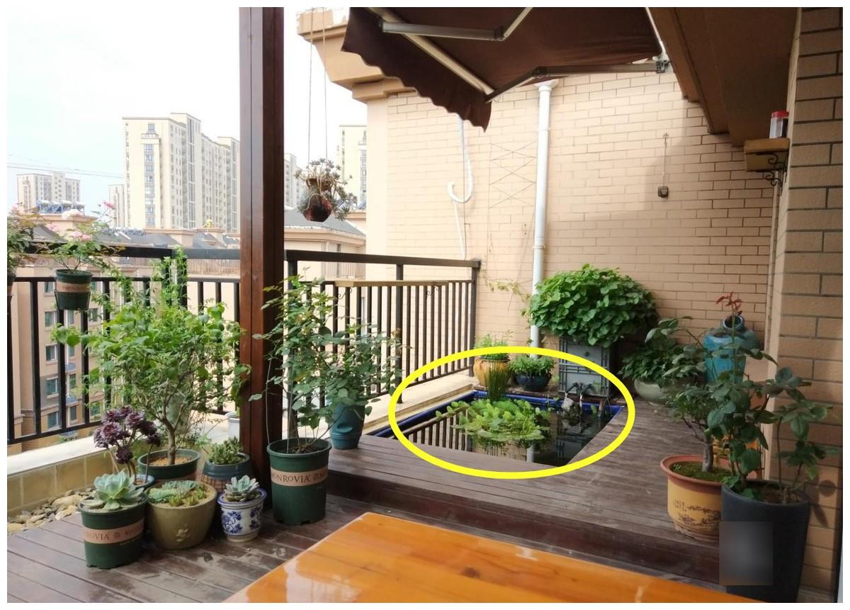 住高层这么干,阳台窗前20公分,用红砖围一圈水池,养鱼