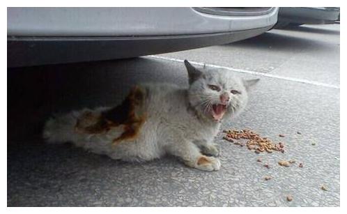 揭露流浪猫的6种死法看完太难过了