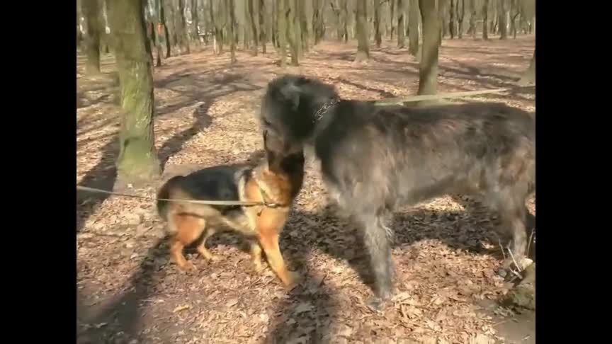 德牧和爱尔兰猎狼犬