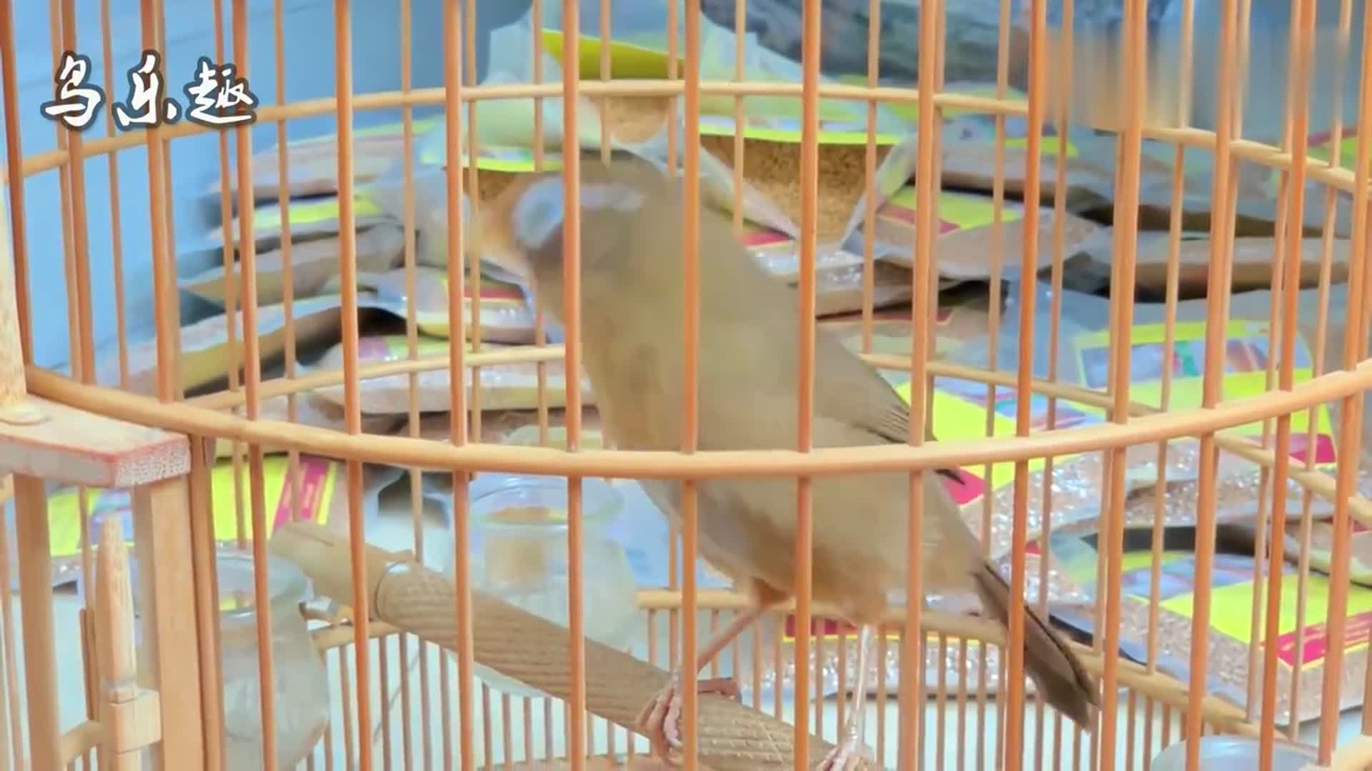 画眉鸟叫声:画眉鸟放声高歌,清脆又悠扬,值得聆听