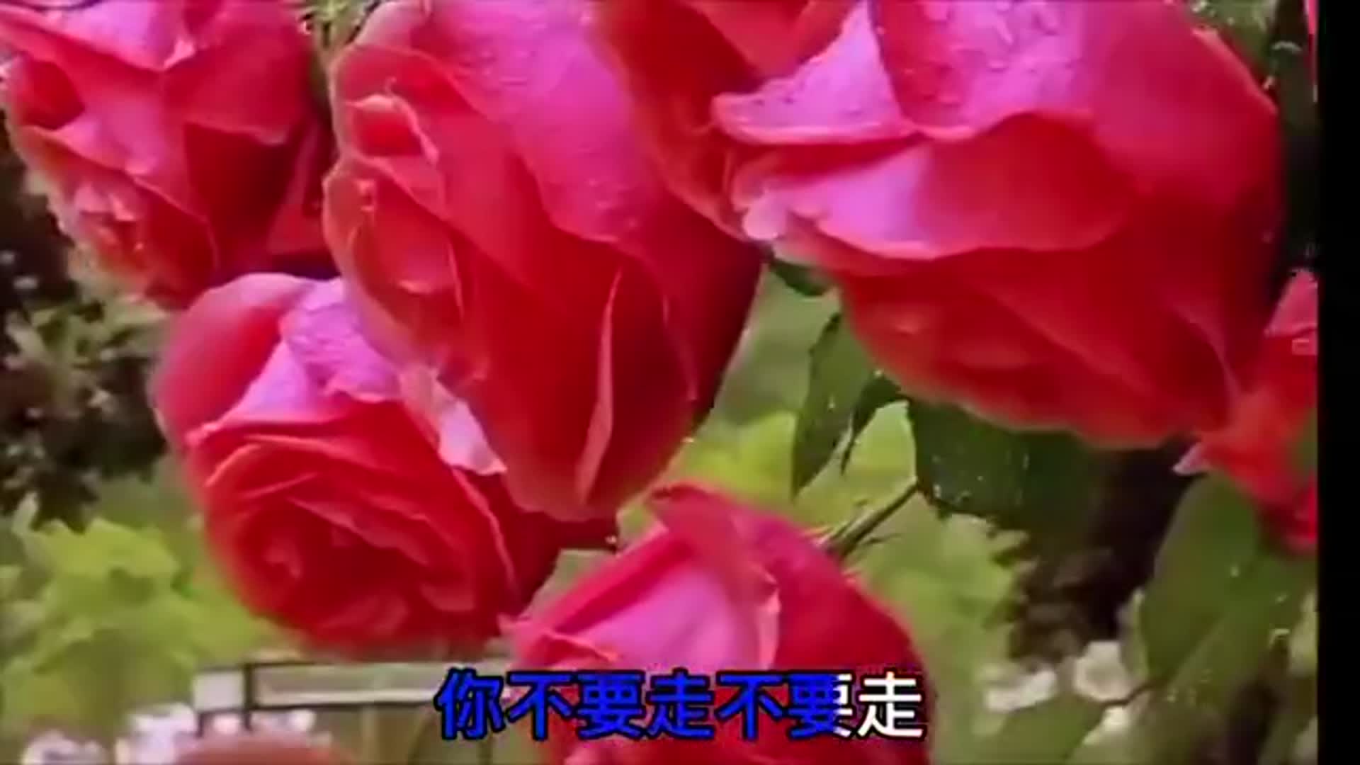 邓丽君的一首经典歌曲不要走天籁之音听的醉人心扉