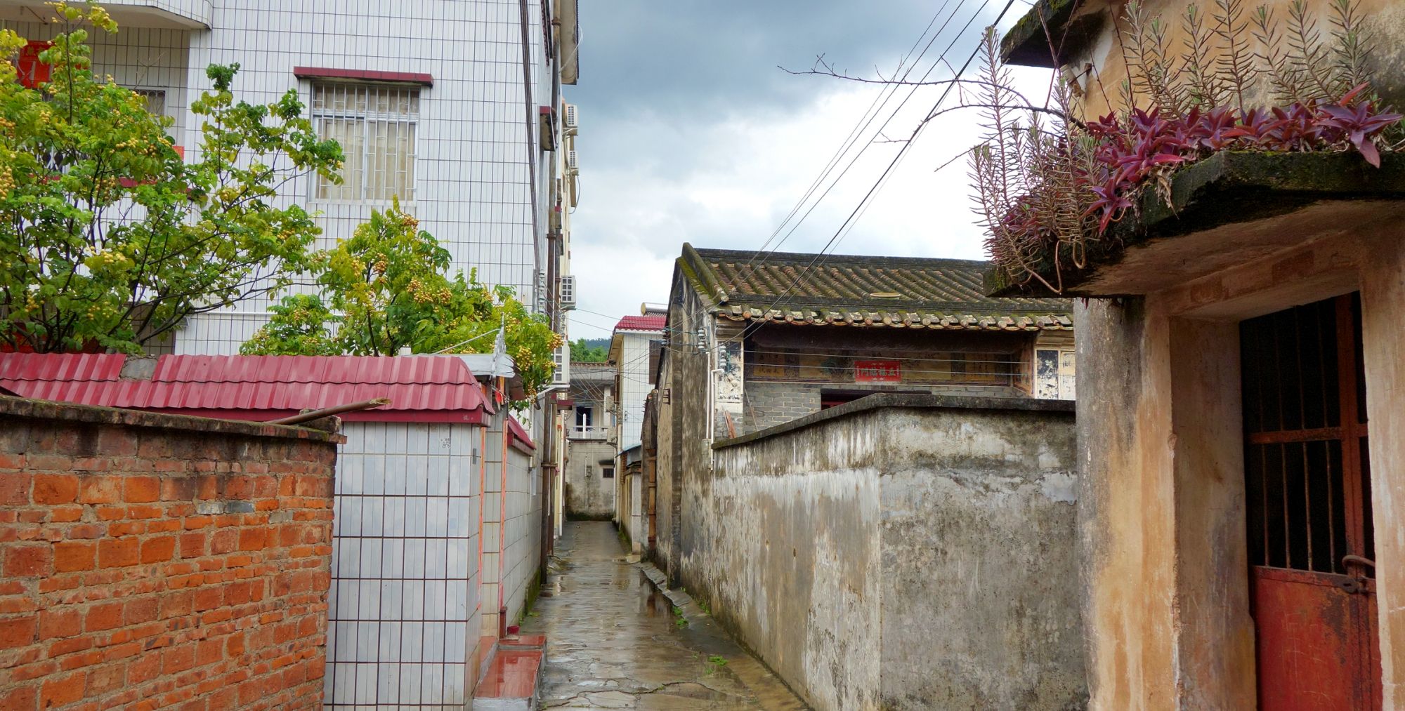 广东中山:黄皮熟了,去板芙白溪村白坭坑走走,看看有什么样风景