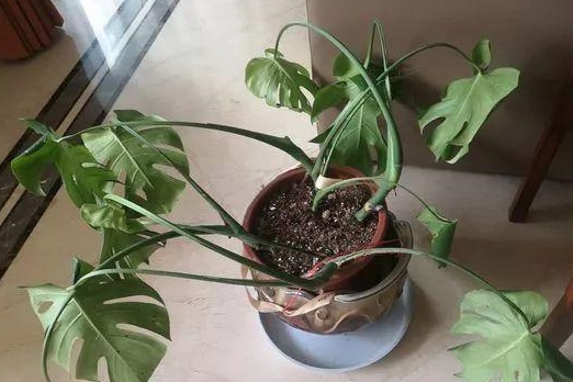 3种花就像大水桶,缺水叶子马上蔫,3天不浇水死透了!