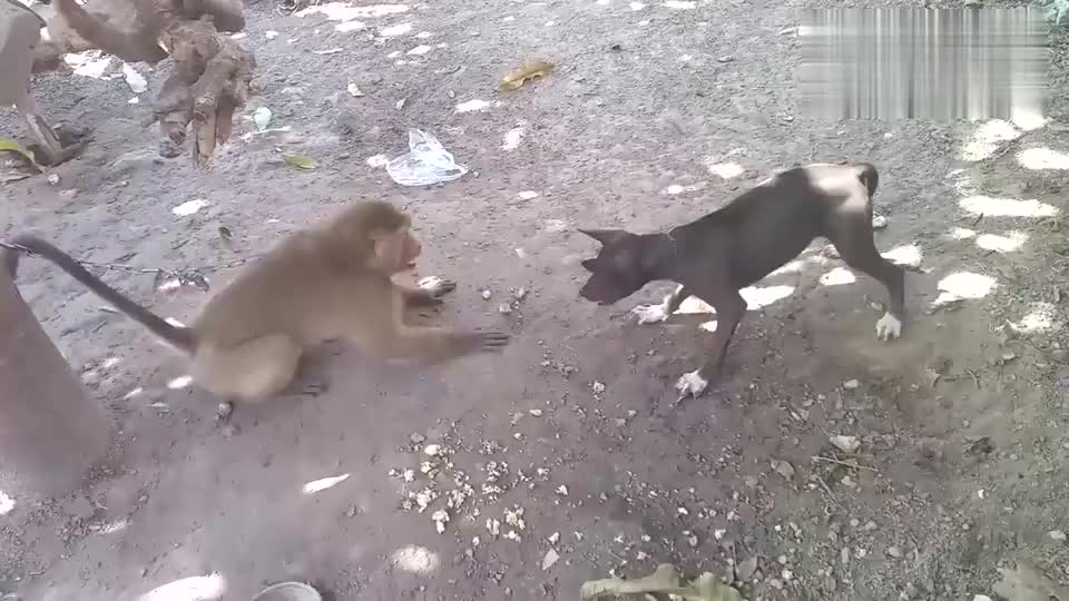 猴子招惹狗狗直接拿起饭盆暴扣场面让人哭笑不得