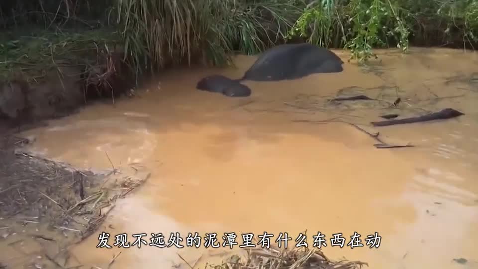 大叔发现泥潭中有什么东西在动,上前查看后,立马喊来