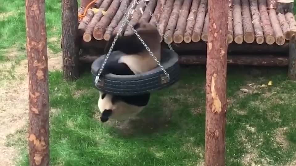 大熊猫想荡秋千,结果摔了个