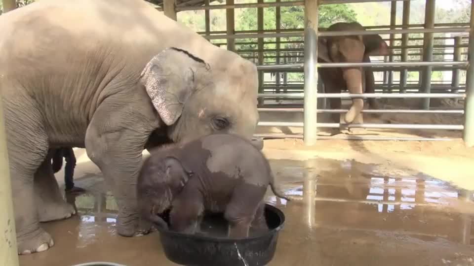 小象在澡盆里玩水,大象妈妈很生气,下一秒请憋住不要笑!