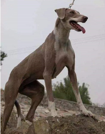 康熙大帝的护卫犬河北细犬