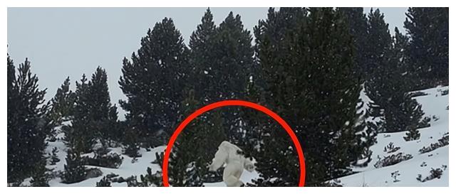 喜马拉雅山发现雪人身高27米左右究竟是不是真的