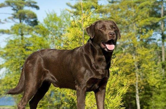纯种拉布拉多犬如何挑选?送你七个小技巧!