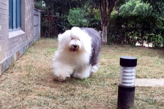 威风凛凛的大型犬古牧,其实内心又萌又暖,是个小可爱