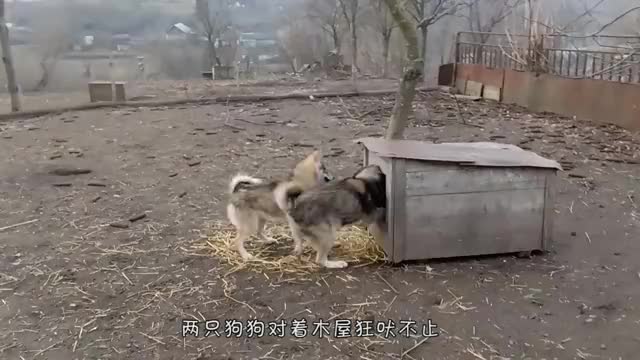 2只狗对着木屋狂吠不止,里面竟有奇特生物