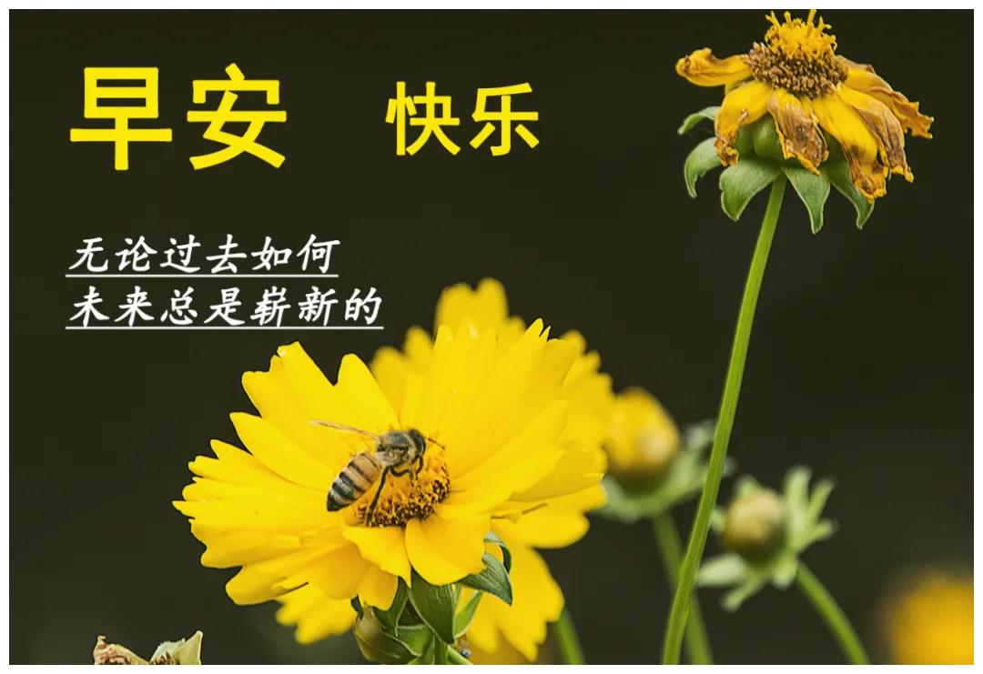 早安图片2021温馨图片,2021年早上好看的图片 唯美句子清晨早安问候图片温馨最新漂亮早安问候动态图