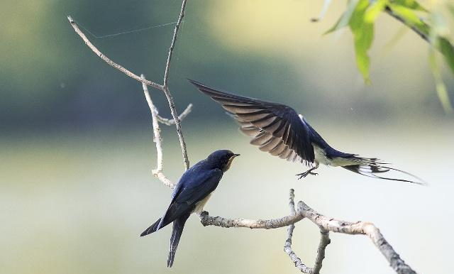 古诗词燕雁意象对比同是秋去春回燕总双飞雁却孤鸣