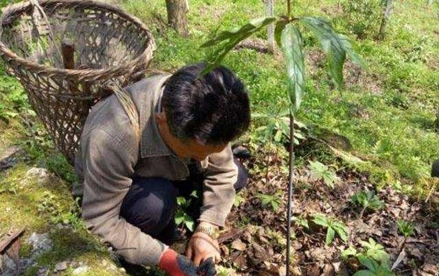 河南登封老人无偿捐宝,专家鉴定20年成赝品,登报表扬警示世人