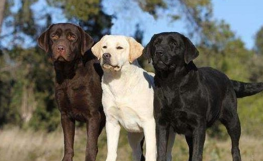 纯种拉布拉多犬如何挑选?送你七个小技巧!