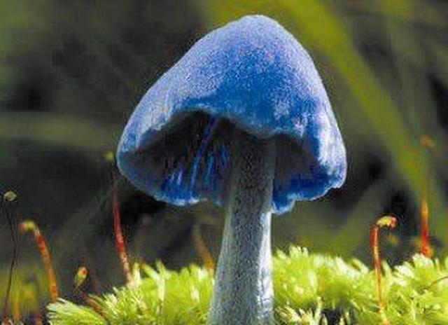 世界十大最奇怪的蘑菇,天蓝蘑菇颜色最鲜艳