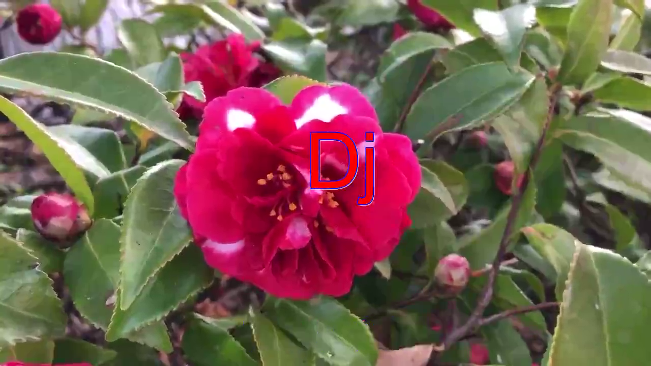 分享午夜香吻的经典歌曲《dj》,听着已经陶醉了