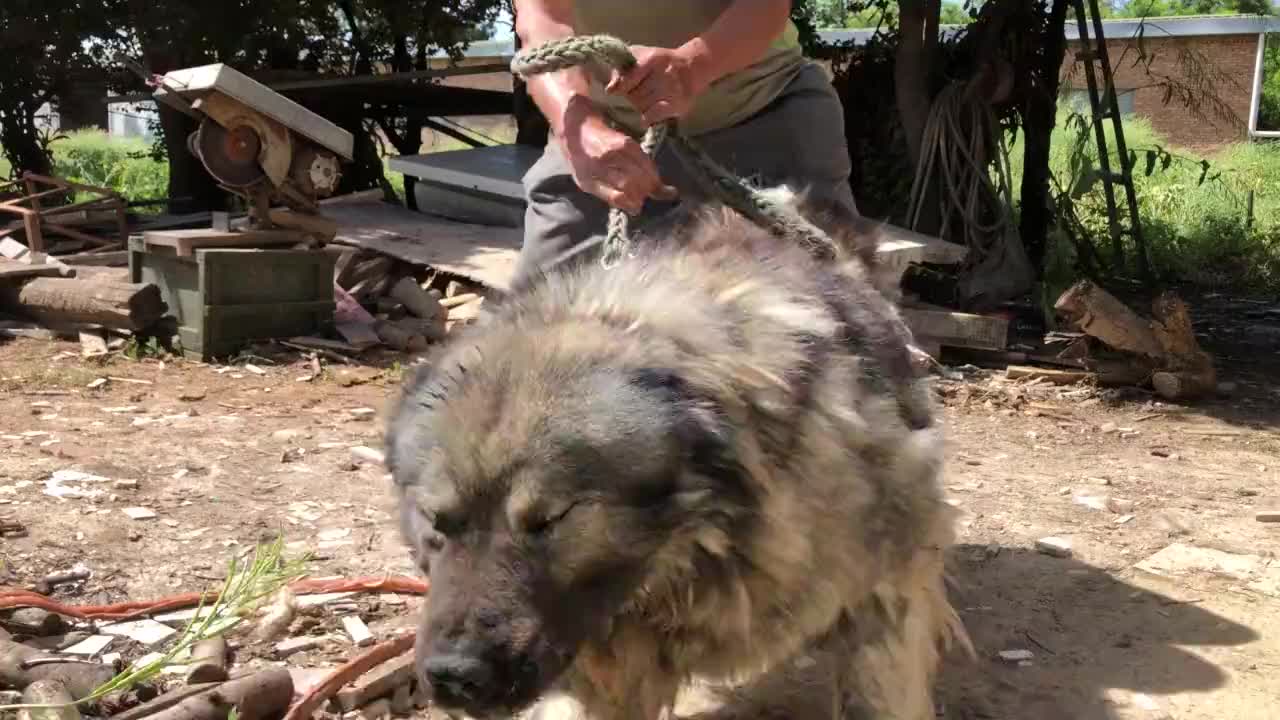 欣赏下这种超大型猛犬 据说藏獒在它嘴里撑不过三分钟 异常凶猛