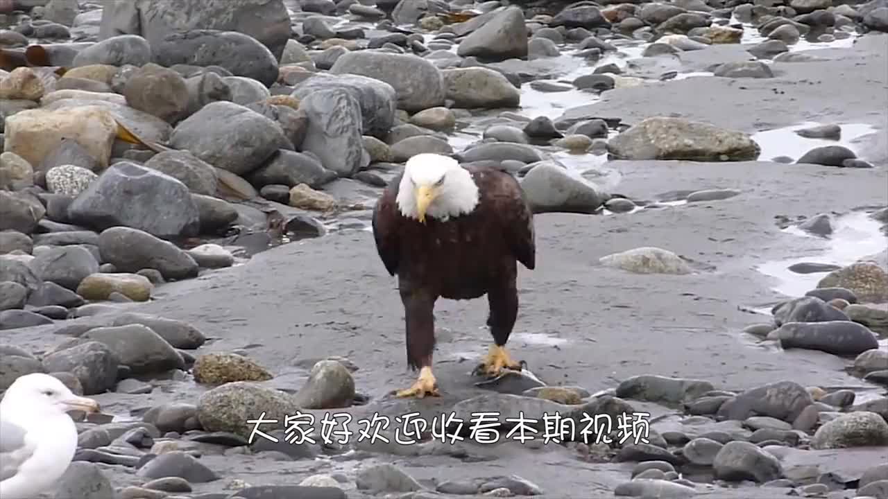 凶狠老鹰捕食山羊,不料山羊拼死反抗,战局瞬间逆转!