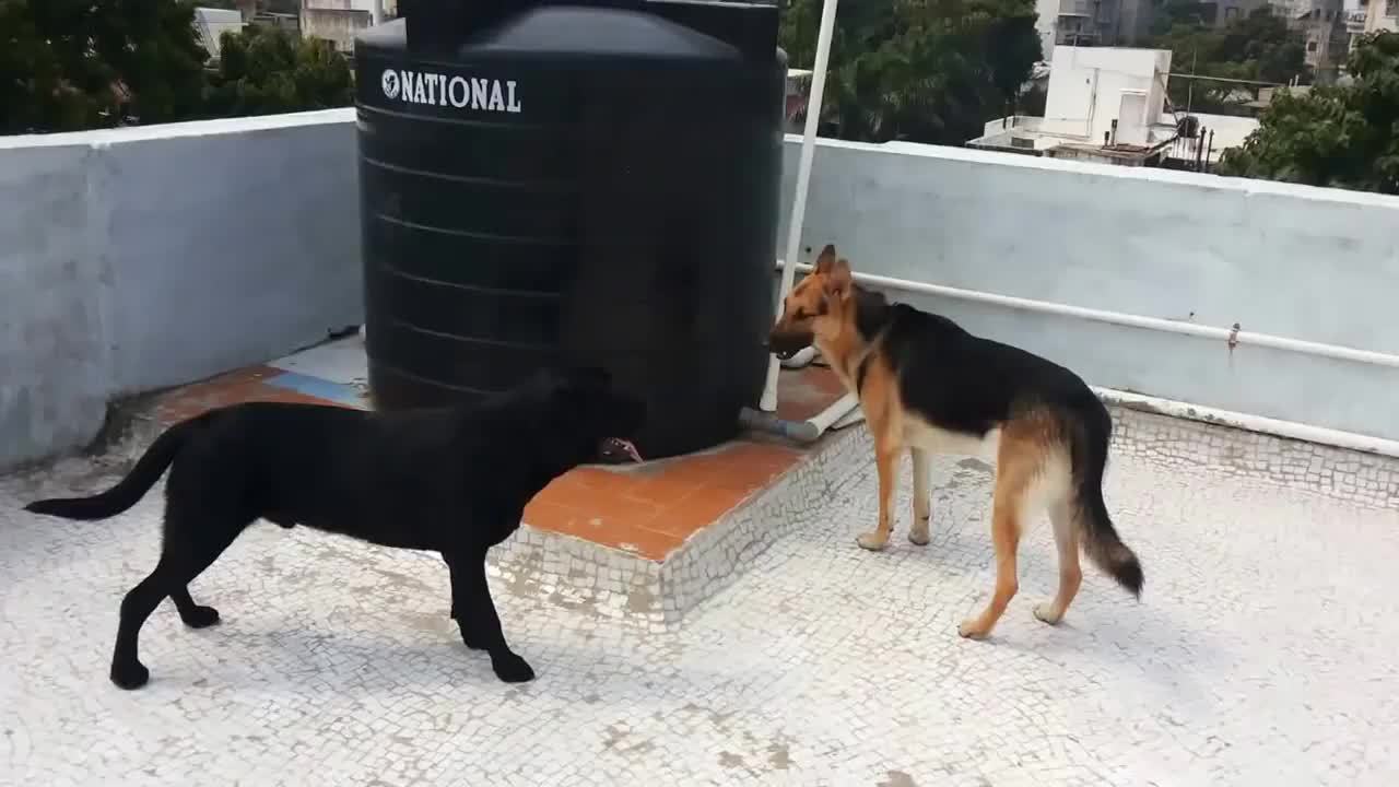德国牧羊犬遇上拉布拉多猎犬,它们打起来绝对是凶猛无