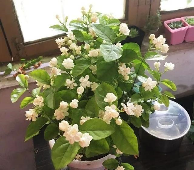 茉莉花品种多单瓣花最香重瓣最好养虎头茉莉最威武