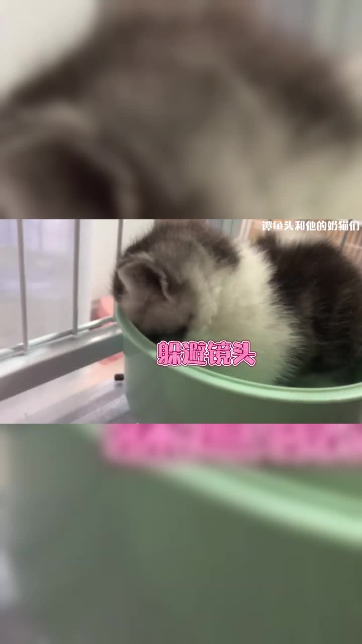 小奶猫做错事心虚的样子太逗了