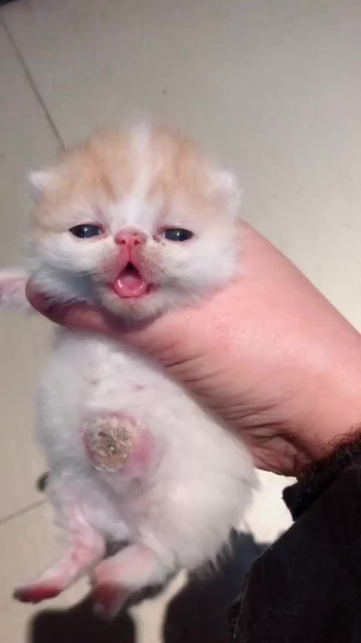 楼下捡到的小奶猫肚脐眼鼓起来了有谁知道怎么回事吗