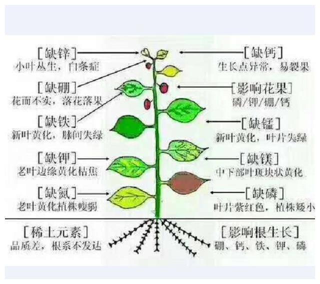 作物缺硫有哪些症状?硫如何影响作物生长?