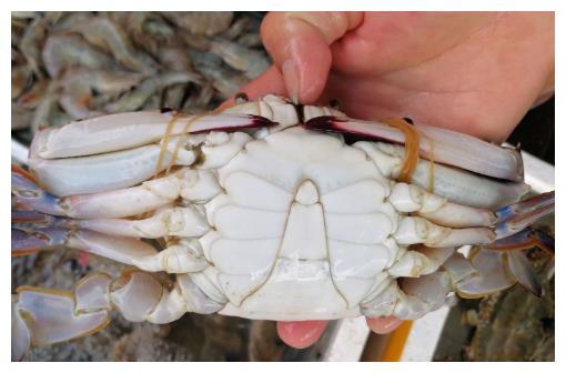 梭子蟹几月上市 047f-kcysmrw8216386.jpg