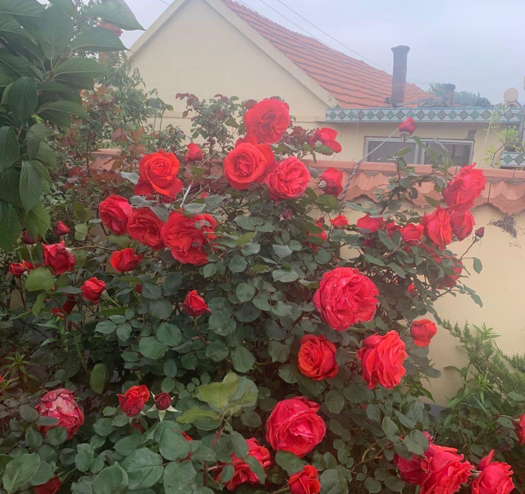 月季花很受大众花友喜欢,无论是喜欢养花的朋友,还是不喜欢养花的,家