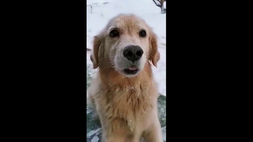 一只在雪中瑟瑟发抖的金毛,冻成狗,就是这么形象