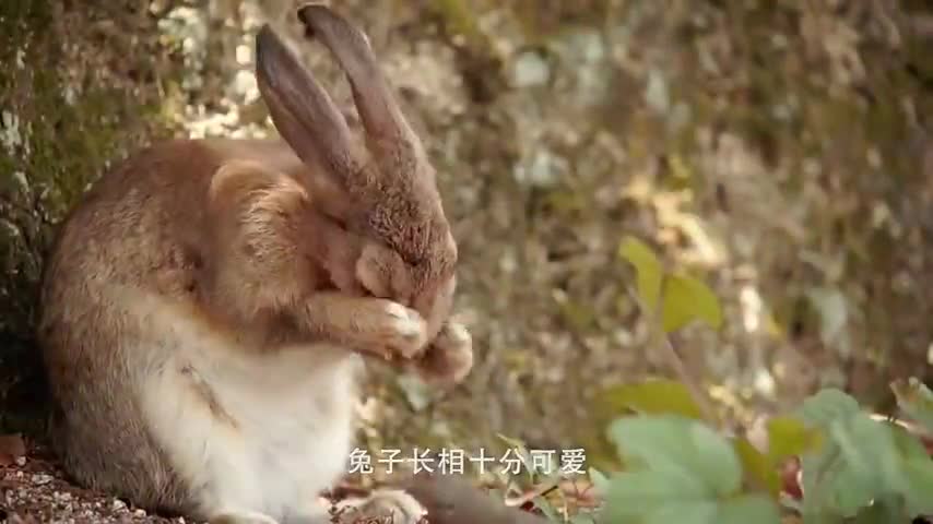 抓兔子为什么不能抓耳朵,你知道是什么吗我也是第一次